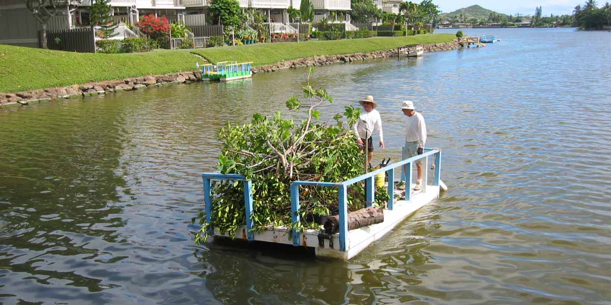 removing mangroves 